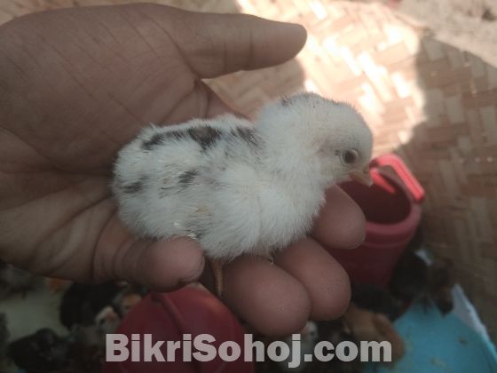 দেশি মুরগি